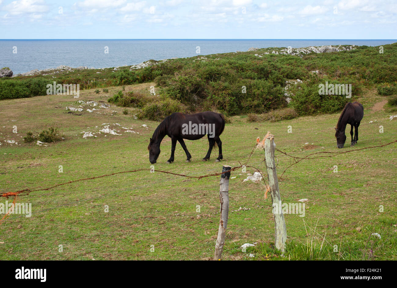 Allevamento di cavalli al pascolo, Spagna Foto Stock