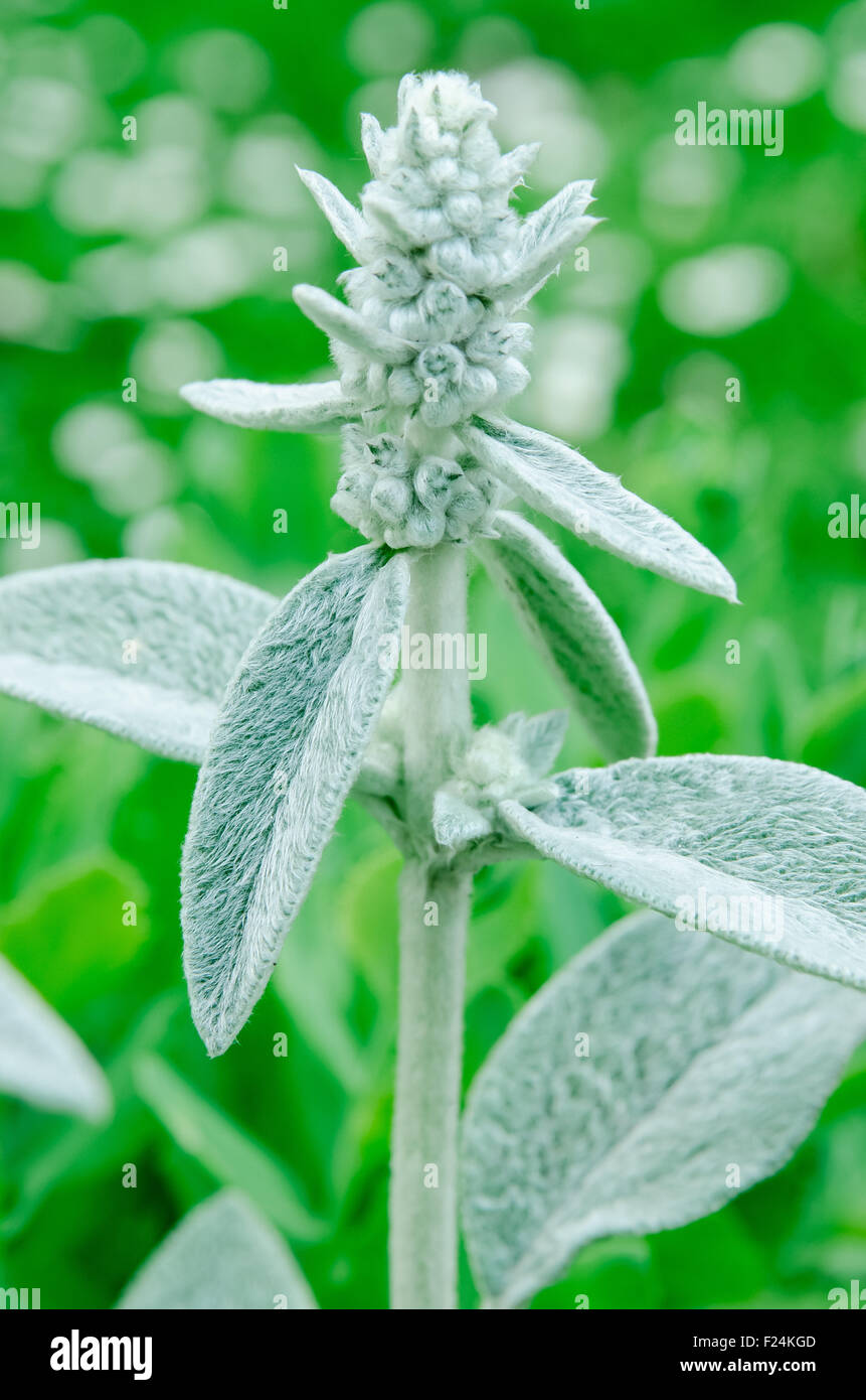 Stachys Byzantina Foto Stock