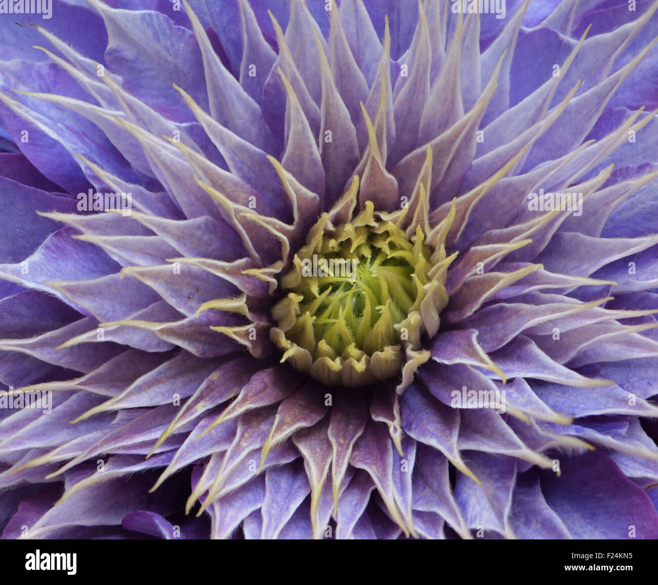 Clematis Multi- blu, grande doppia fiorito. Foto Stock