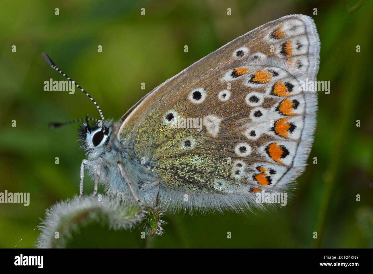 Comune Femmina Blue Butterfly, Polyommatus Icarus, Inghilterra, Regno Unito. Insetto comune si vede spesso. Lato inferiore in primo piano, a riposo. Foto Stock