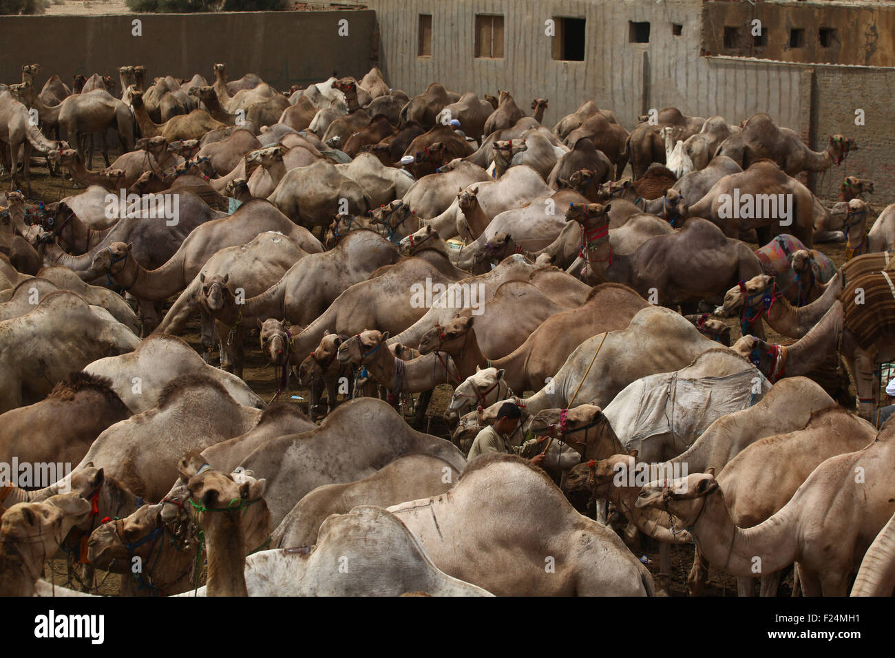 (150911) -- IL CAIRO, Sett. 11, 2015 (Xinhua) -- i cammelli per essere venduti sono visti in un mercato di cammelli in Berkash, 50 chilometri a nord-ovest di Cairo, Egitto, sul Sett. 11, 2015. (Xinhua/Ahmed Gomaa) Foto Stock