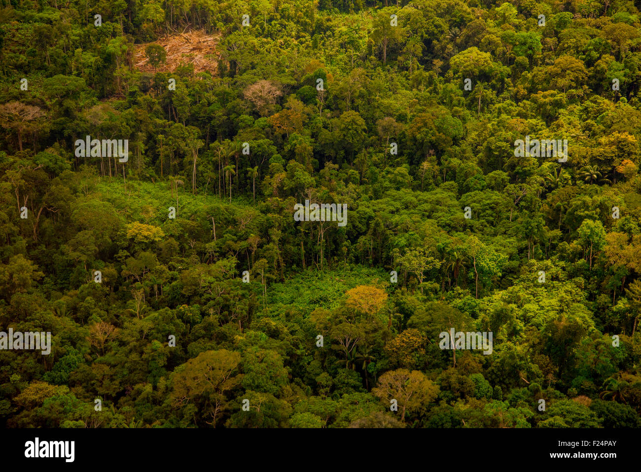 Antenna della foresta pluviale, foresta secondaria e terra di sdoganamento per l'agricoltura su piccola scala nella tradizionale sostenibile chacra "sistema" Foto Stock