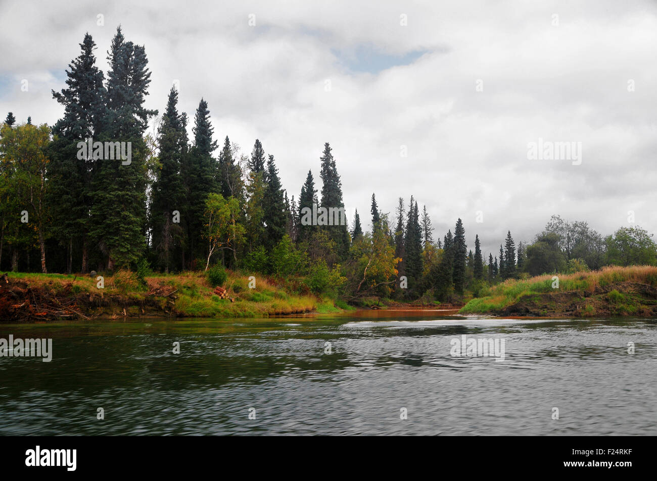 Alaska Aniak del fiume e la sua trecce offrono grande pesca a mosca di argento per il salmone e la trota arcobaleno in remoto, belle acque. Foto Stock