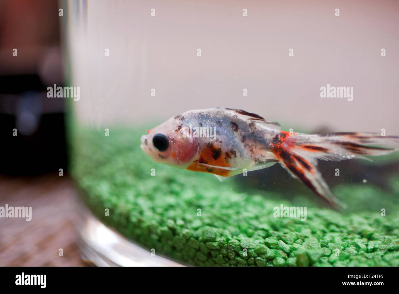 Un pesce in acquario con erba finta Foto Stock