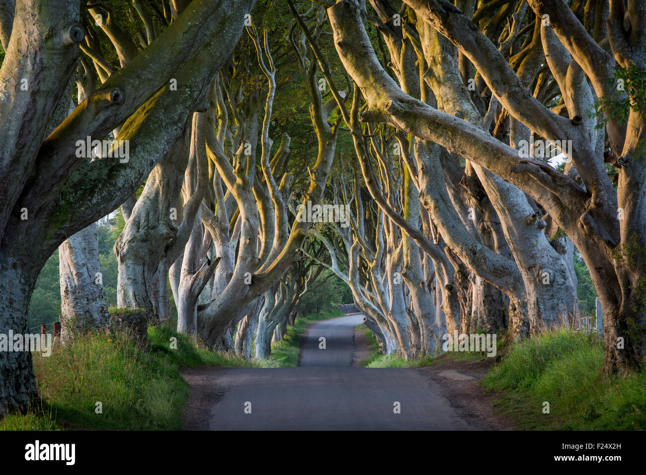 Xviii secolo il faggio strada alberata conosciuta come le siepi scuro vicino Stanocum, County Antrim, Irlanda del Nord, Regno Unito Foto Stock