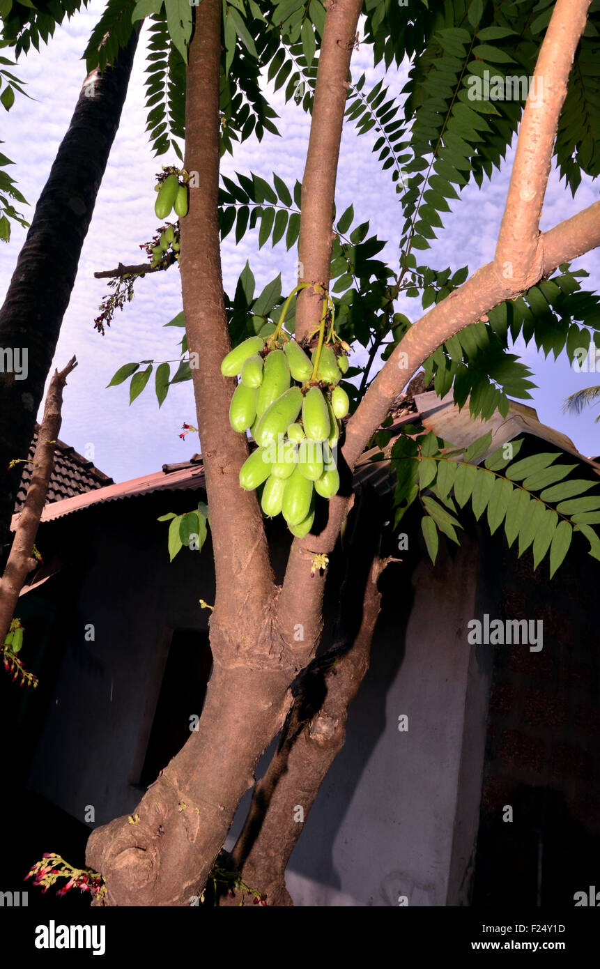 Bimbli (Bilimbi), un aspro di frutta e fiori sull'albero, trovati in ed intorno a Mangalore, Karnataka, India Foto Stock