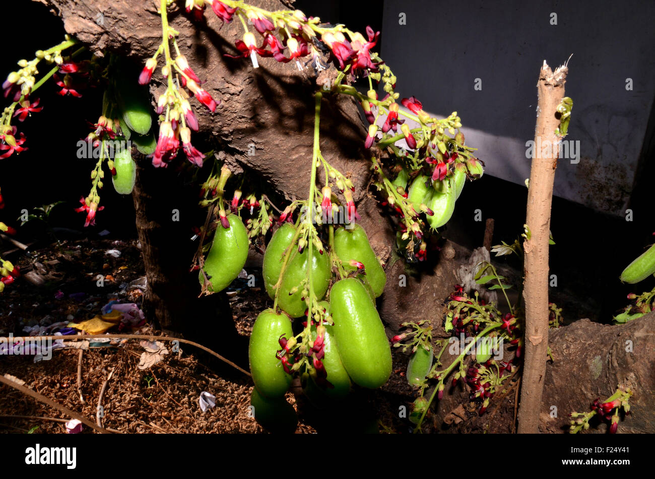 Bimbli (Bilimbi), un aspro di frutta e fiori sull'albero, trovati in ed intorno a Mangalore, Karnataka, India Foto Stock