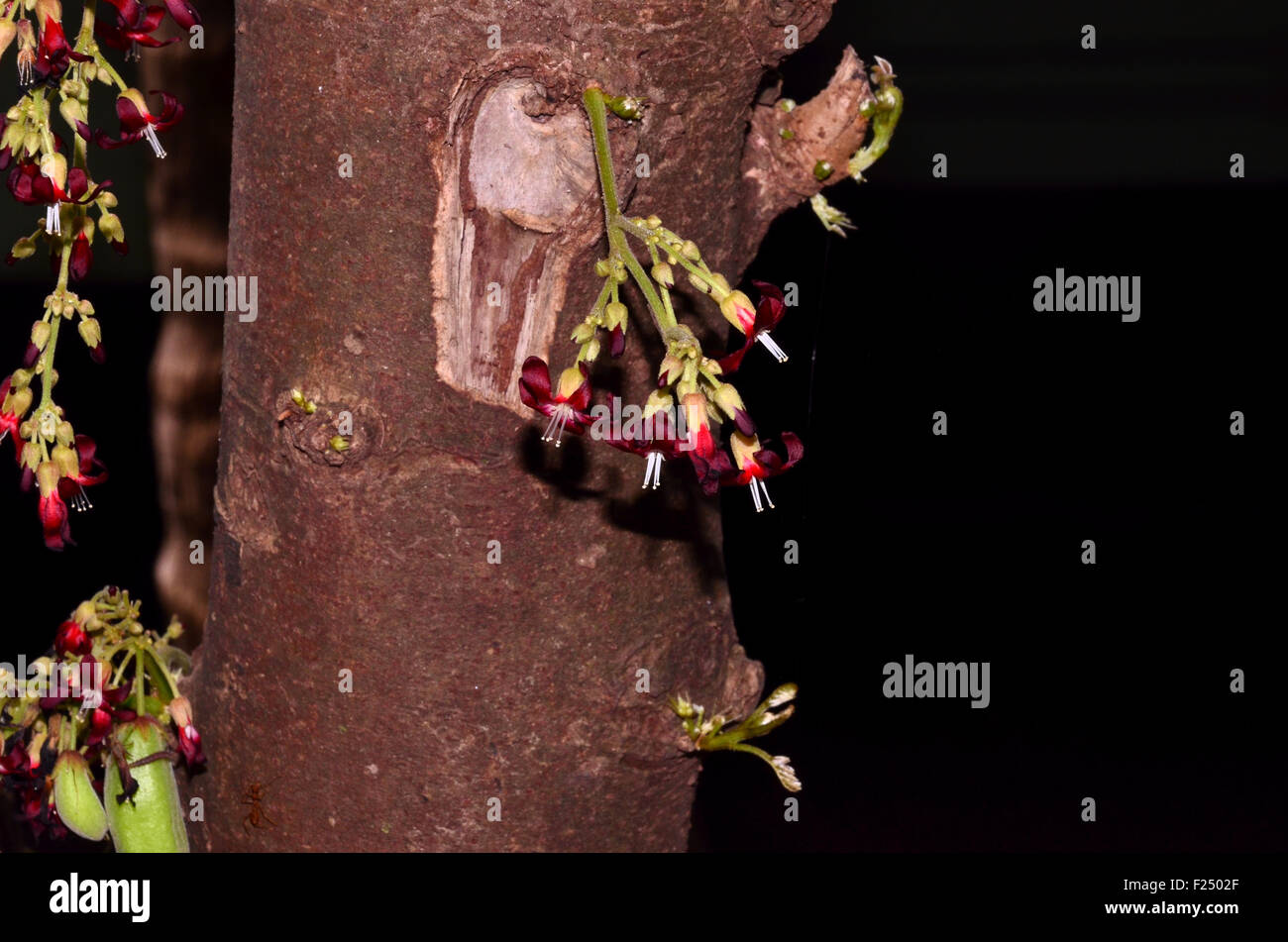 Bimbli (Bilimbi), un aspro di frutta e fiori sull'albero, trovati in ed intorno a Mangalore, Karnataka, India Foto Stock