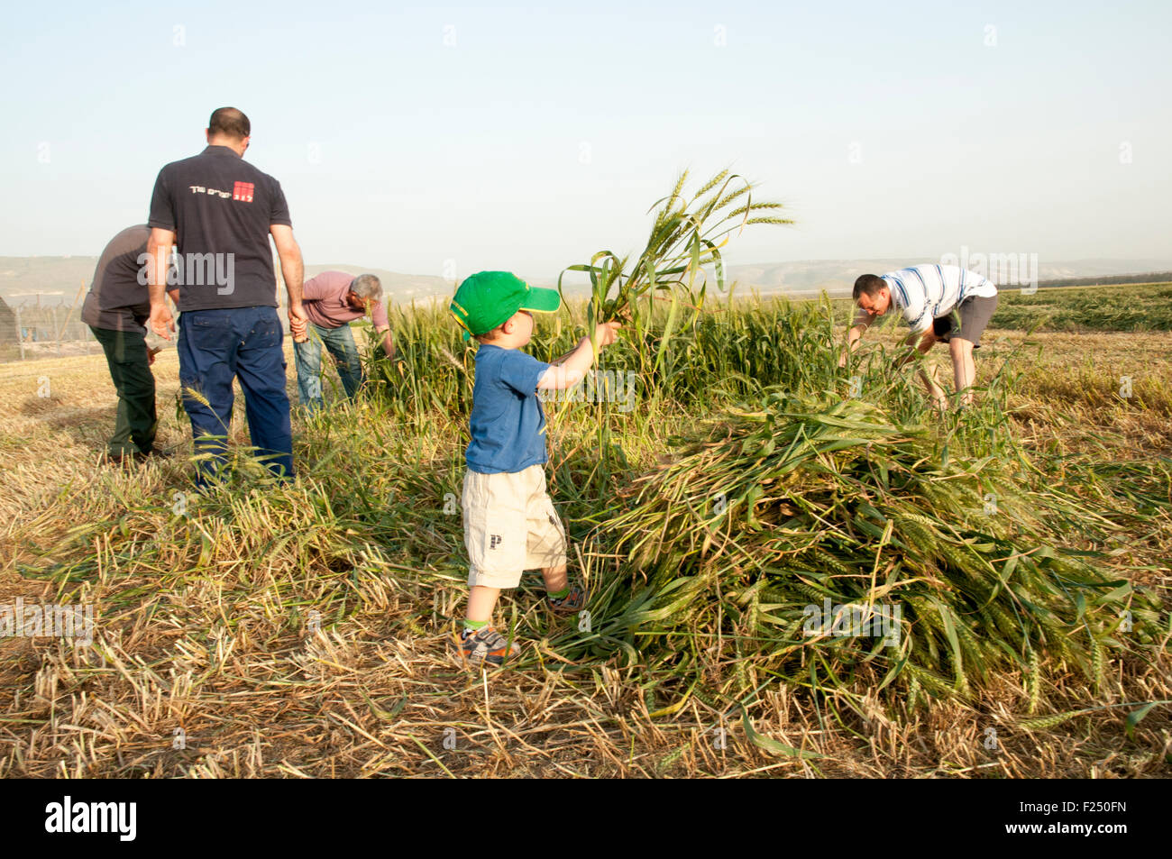 I bambini e le famiglie il raccolto di un campo di grano celebrando raccolto primaverile. Fotografato a Kibbutz Ashdot Yaacov, Israele Foto Stock