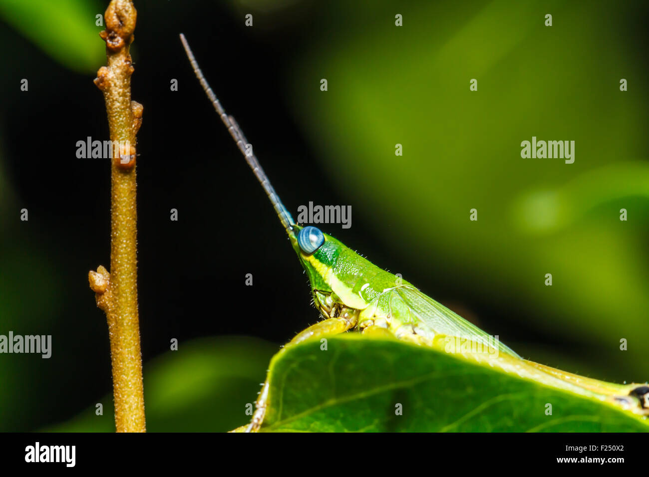 Cavalletta verde sulla foglia di erba Foto Stock