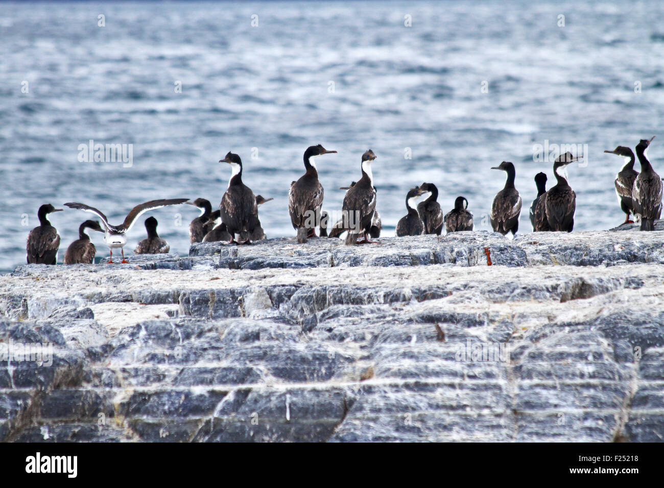 Il cormorano su un isola nel Canale del Beagle, Ushuaia, Tierra del Fuego, Argentina Foto Stock