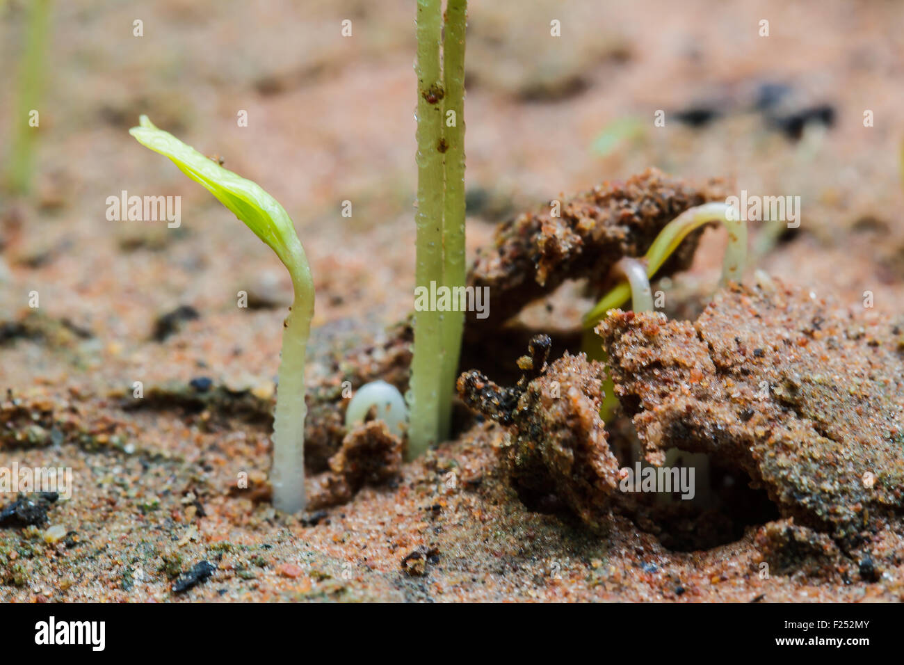 Semi che appena rigenerare Foto Stock