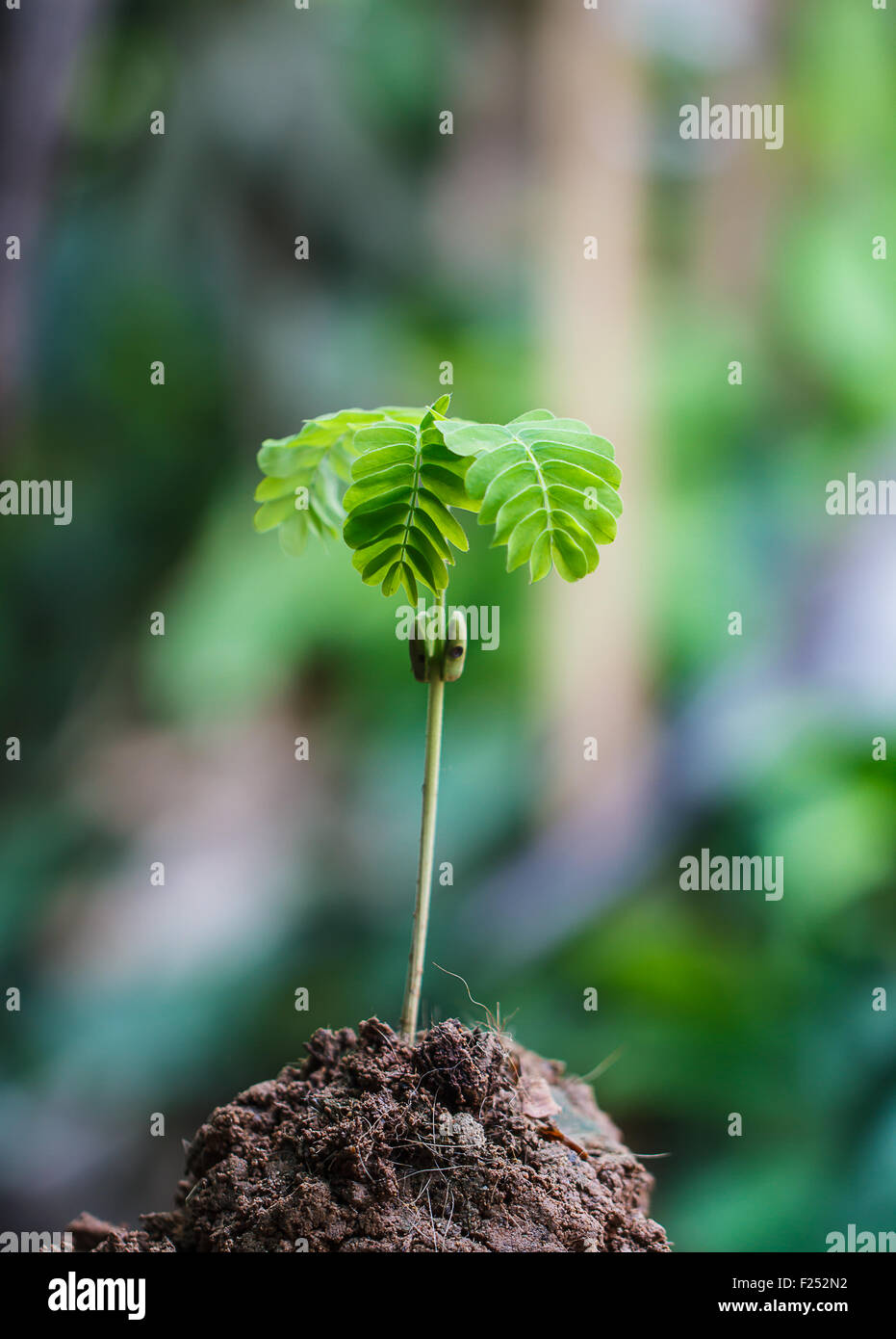 Semi che appena rigenerare Foto Stock