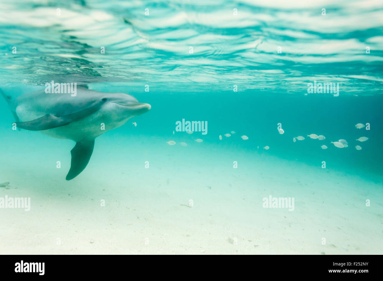 Il tursiope o delfino maggiore nuoto sott'acqua Foto Stock