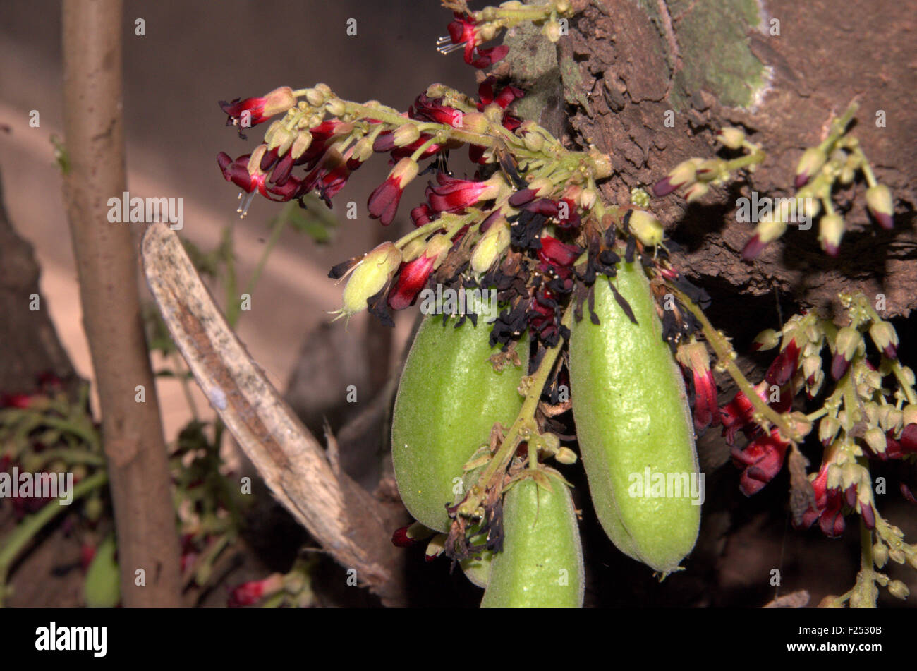 Bimbli (Bilimbi), un aspro di frutta e fiori sull'albero, trovati in ed intorno a Mangalore, Karnataka, India Foto Stock