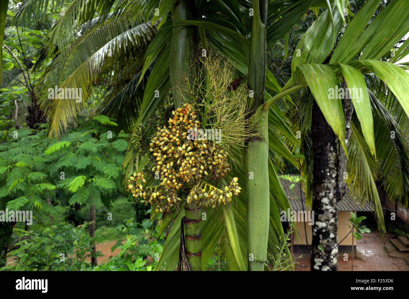 Noci di arec dado (Supari) Palm con il mazzetto di noci di arec dadi Foto Stock