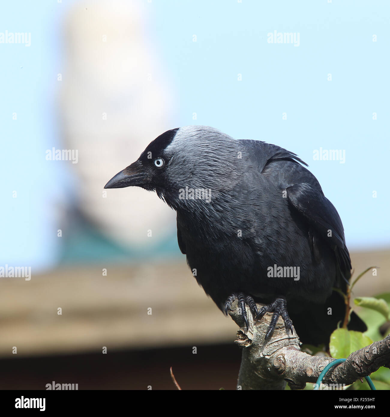 Taccola (Corvus monedula), Adulto appollaiato su un ramo, Penzance, Cornwall, Inghilterra, Regno Unito. Foto Stock