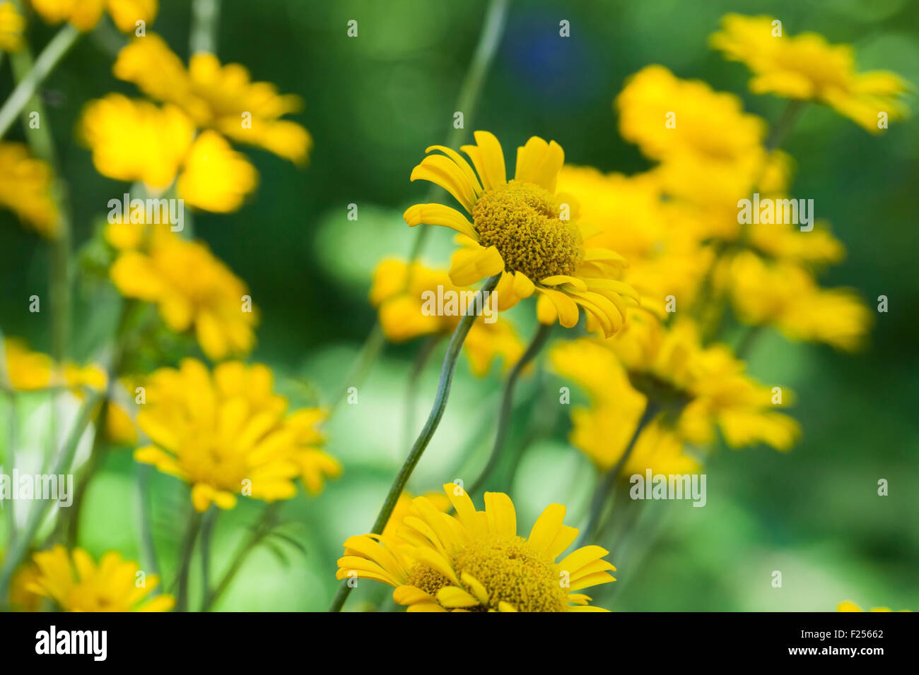 Di colore giallo brillante helenium fiori nel giardino, foto macro con il fuoco selettivo Foto Stock