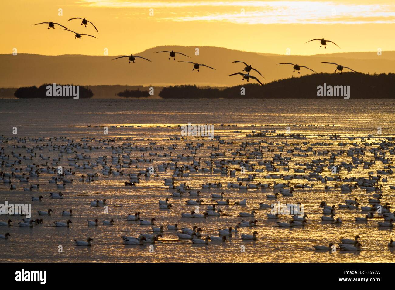 Canada, Provincia di Quebec, fiume San Lorenzo, National Wildlife reserve Cap Tourmente, le oche delle nevi il raggruppamento (Chen caerulescens) sulla loro caduta la migrazione, LC IUCN Foto Stock