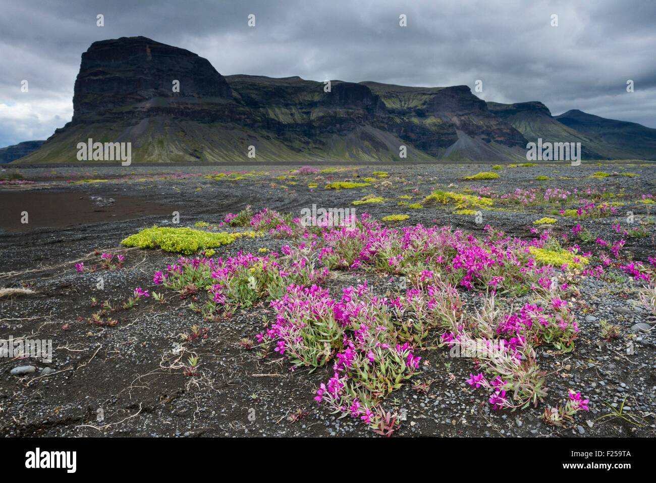 L'Islanda, South Coast, Myrdalssandur, arctic Epilobe davanti alla scogliera Lomagnupur Foto Stock