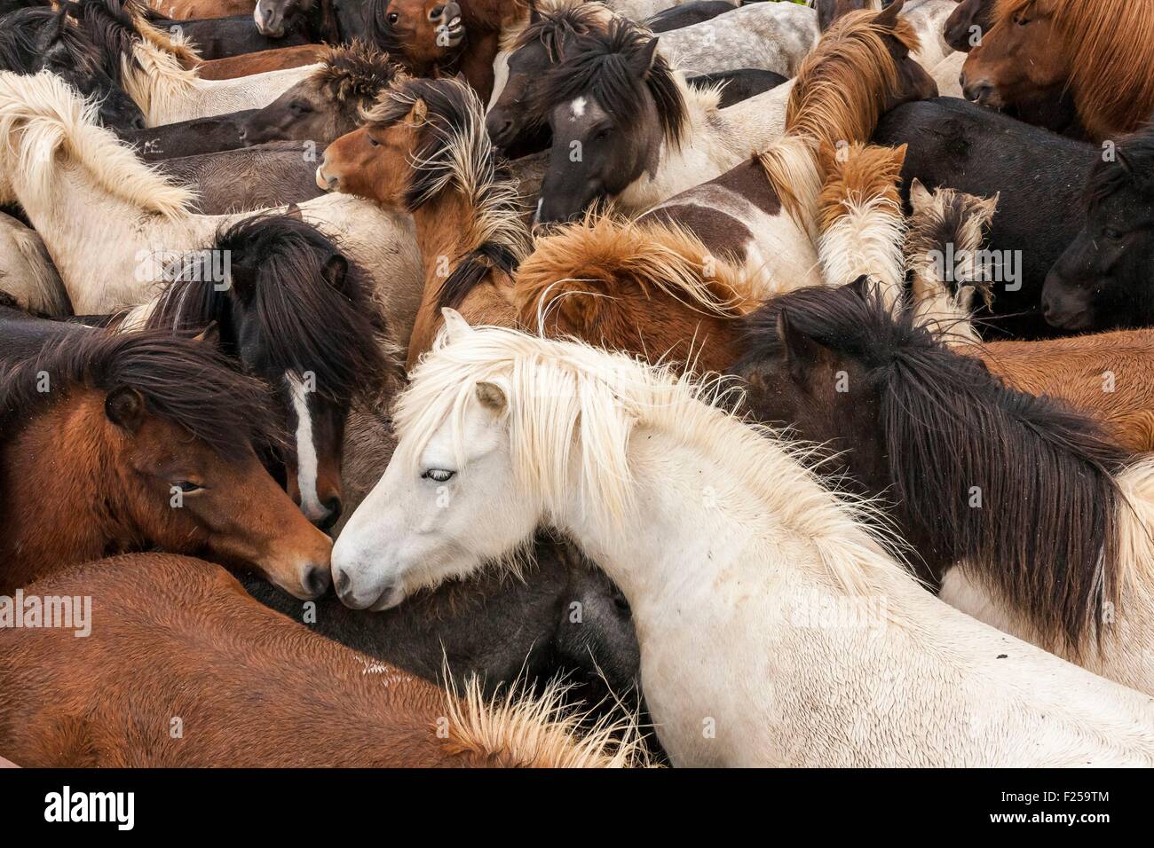 L'Islanda, Skagi Penisola, Laxßrdalur Valley vicino a nethrimyrar, cavalli raggruppati nel corral, stretto shot, rientrano la raccolta di cavalli Foto Stock