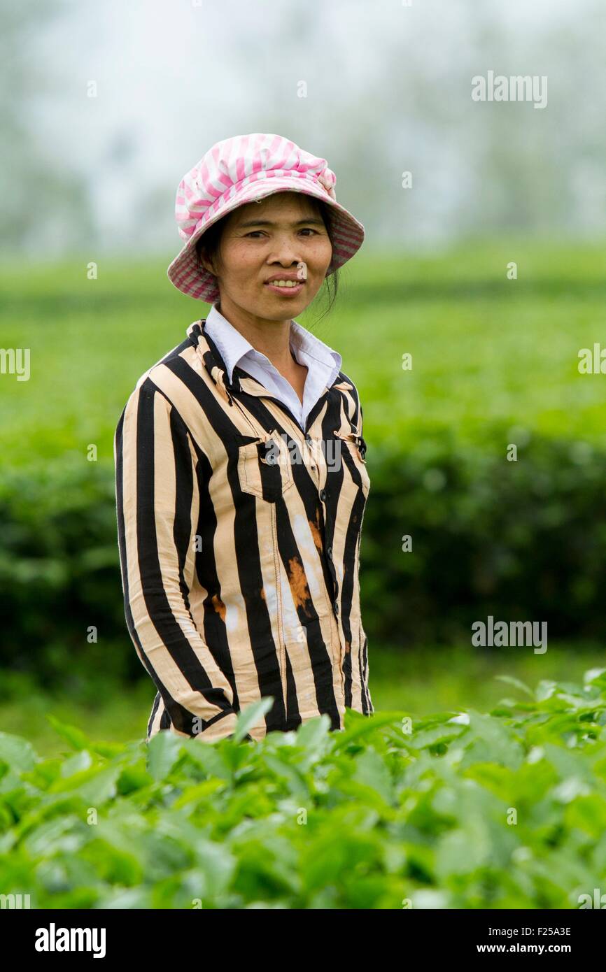 Il Vietnam, l'unità PHU Tho provincia, Thanh figlio distretto, Thuc Luyen, piantagione di tè Foto Stock