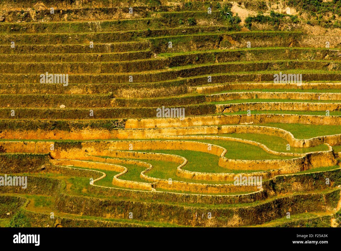 Il Vietnam, Yen Bai provincia, Mu Cang Chai District, La Pan Tan, piantagioni di riso in terrazza Foto Stock