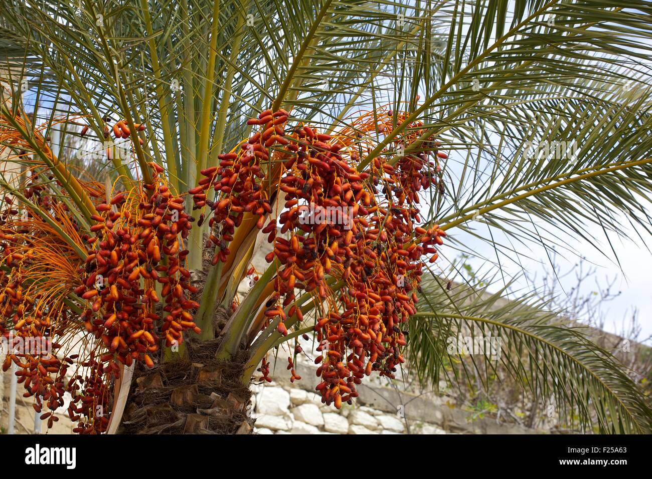 Dettaglio di Nizza date di Palm Foto Stock