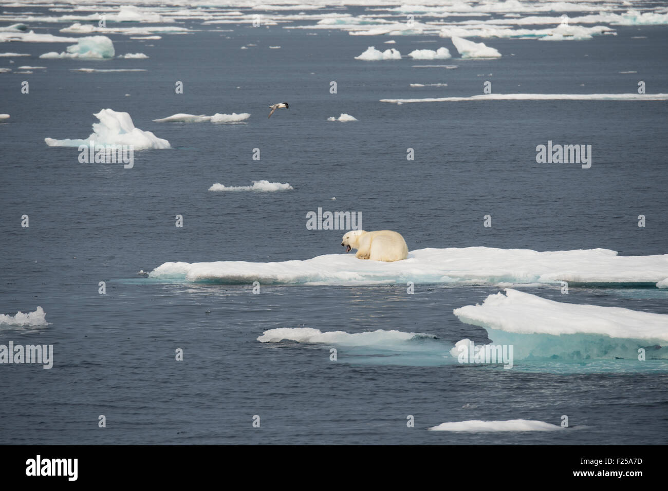 Maschio di Orso Polare, Ursus maritimus, poggiante su iceberg vicino Isola Baffin, Artico Canadese Foto Stock