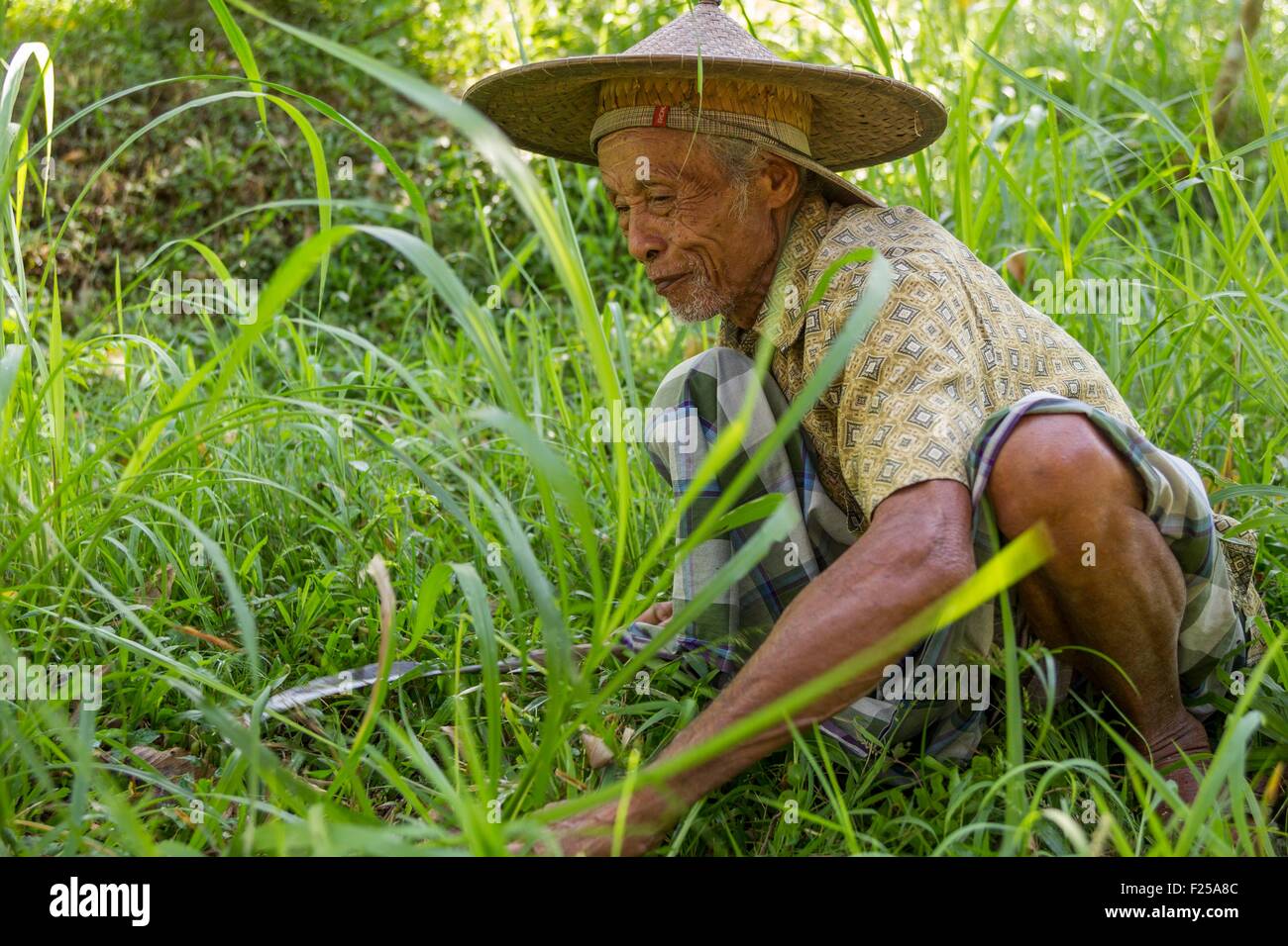 Indonesia, isole Sunda, Lombok, WWF Nuovo Progetto Trees, abitante la raccolta di erba nel Gunung Rinjani National Park per alimentazione del bestiame Foto Stock