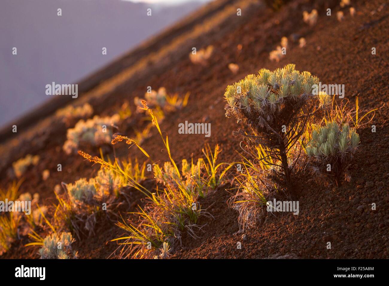 Indonesia, isole Sunda, Lombok, Gunung Rinjani National Park, piante sul lato del vulcano Foto Stock