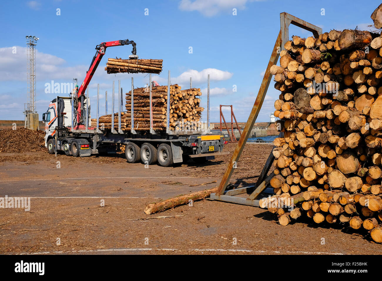 Tagliare il legname log essendo caricato su un camion rimorchio dopo l'importazione a Troon Harbour, Ayrshire, in Scozia Foto Stock