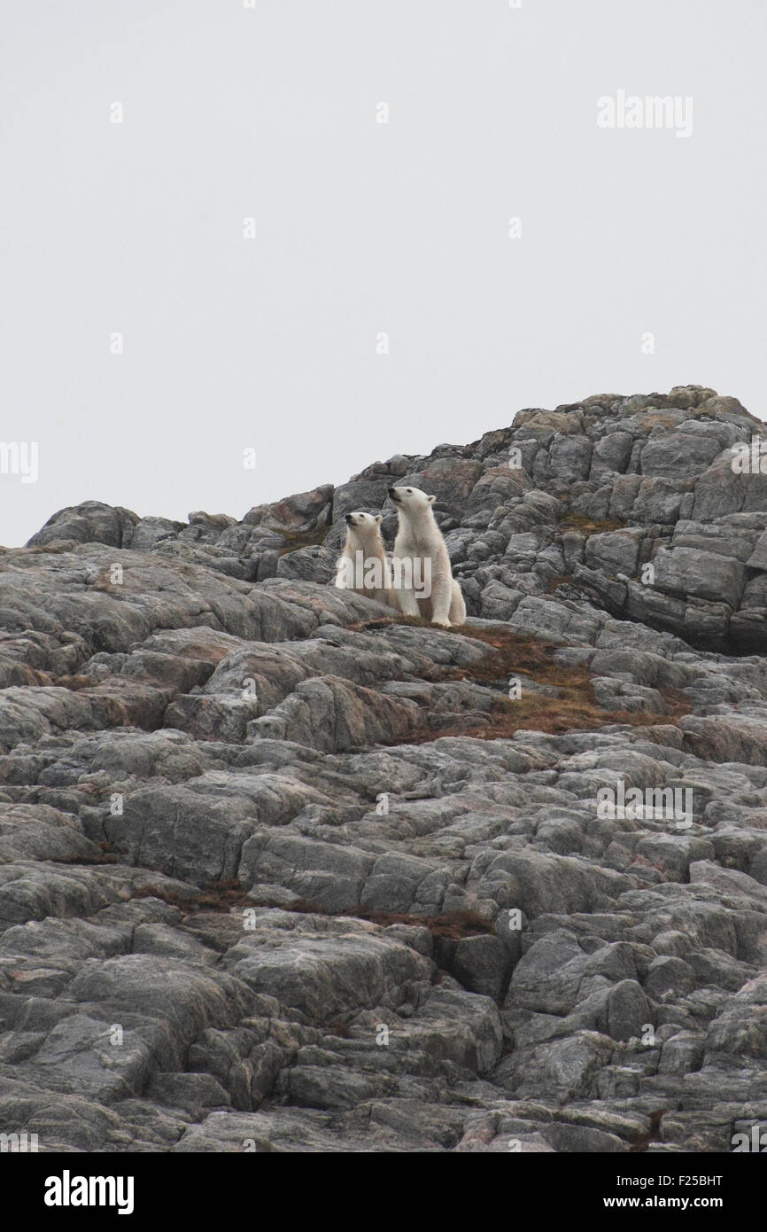Madre e cub orsi polari, Ursus maritimus, seduti sulle rocce, Isola Baffin, Artico Canadese Foto Stock