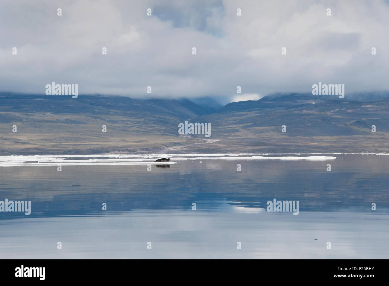 Guarnizione di tenuta in appoggio su iceberg, con riflessioni e le montagne sullo sfondo, Isola Baffin, Artico Canadese Foto Stock