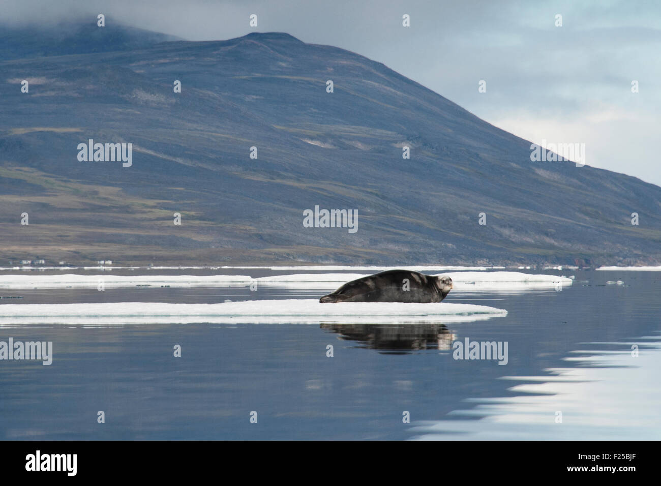 Guarnizione di tenuta in appoggio su iceberg, con riflessioni e le montagne sullo sfondo, Isola Baffin, Artico Canadese Foto Stock