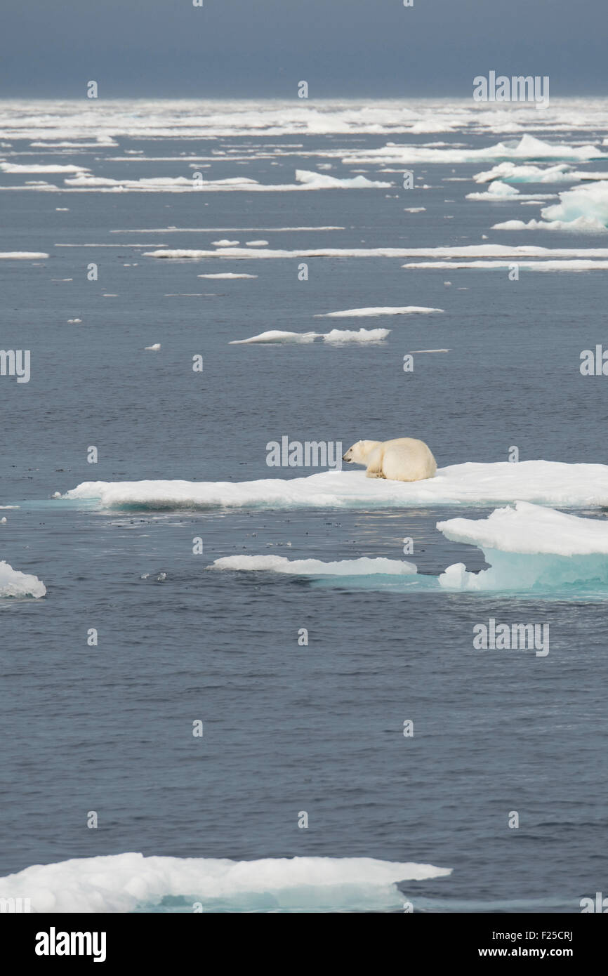 Maschio di Orso Polare, Ursus maritimus, poggiante su iceberg vicino Isola Baffin, Artico Canadese Foto Stock