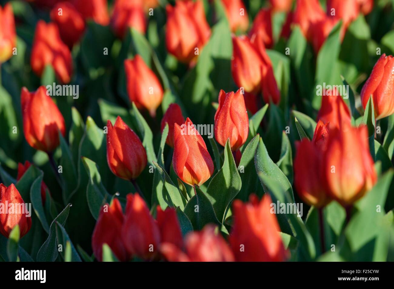 Paesi Bassi Olanda meridionale, campi di tulipani vicino a Lisse e giardino Keukenhof Foto Stock