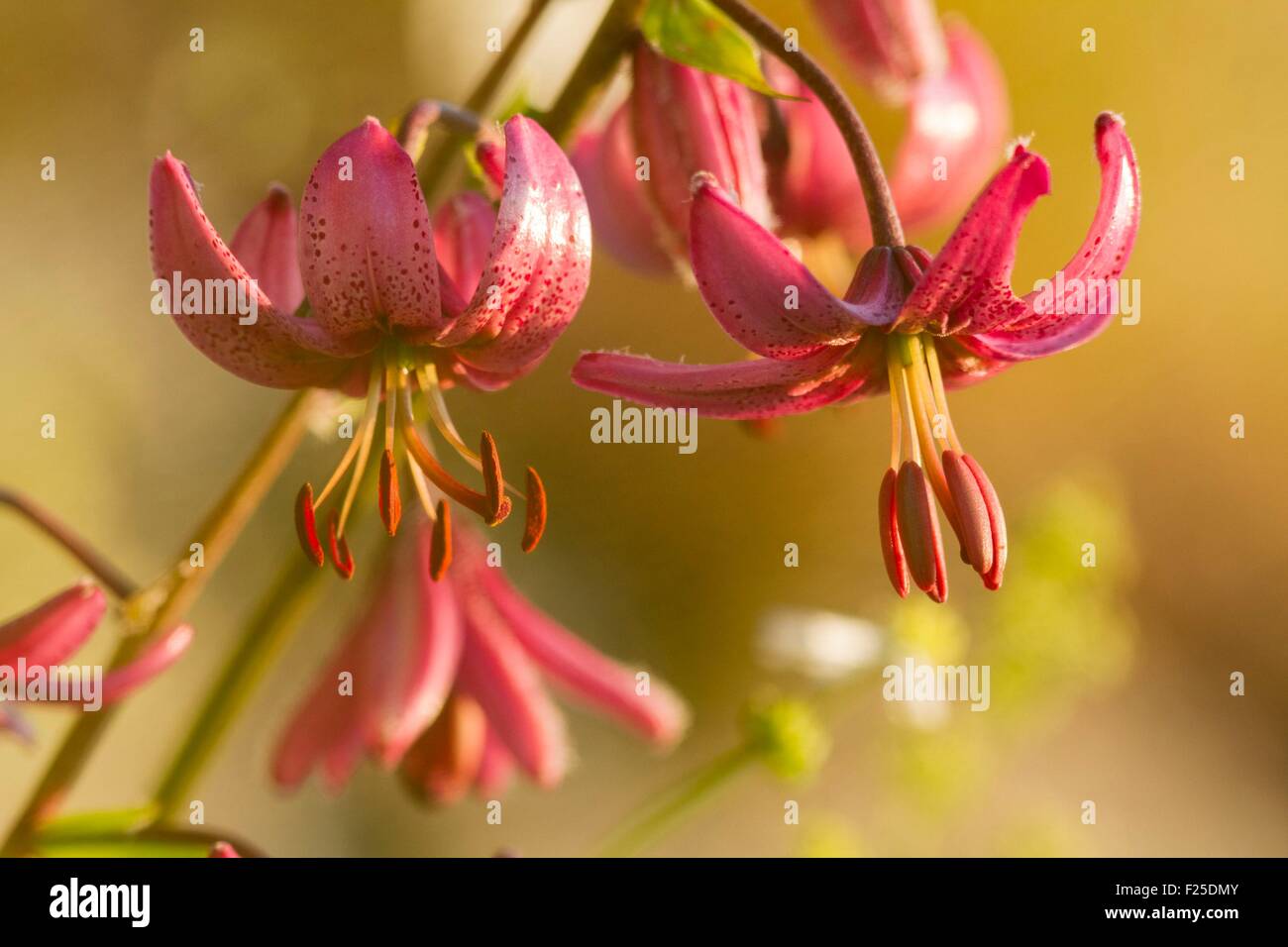 Francia, Cantal, Prat de bouc pass, Martagon Lily (Lilium martagon), protezione a livello regionale Foto Stock