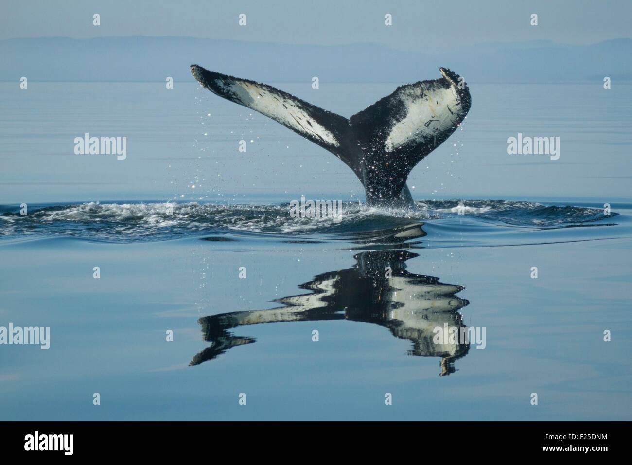 Canada, Provincia di Quebec, Manicouagan, Saint Laurent River, coda di Humpback Whale (Megaptera novaeangliae) immersioni, LC IUCN Foto Stock