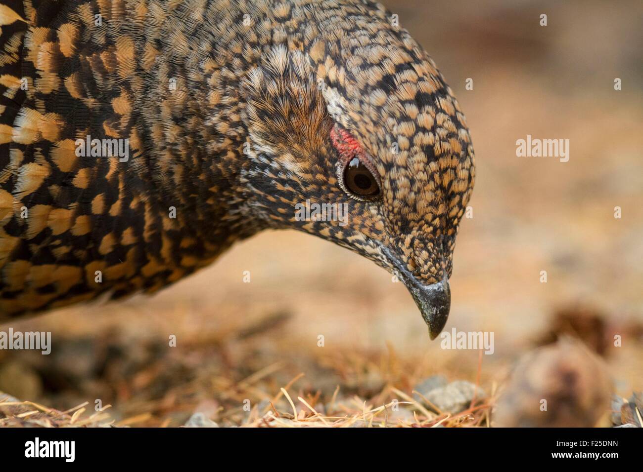 Canada, Provincia di Quebec, Charlevoix, Grandi Giardini Conservation Park, Canada Grouse femmina (Falcipennis canadensis) mangiare aghi di larice (Larix laricina) sul terreno, autunno, stretto ritratto, UICN LC Foto Stock