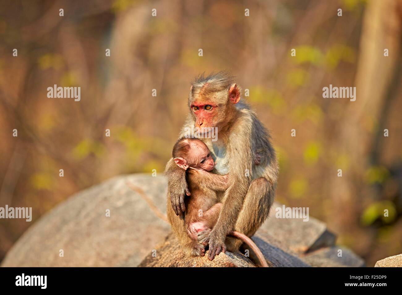 Asia, India, Karnataka, Sandur Mountain Range, cofano macaque (Macaca radiata), madre con bambino Foto Stock