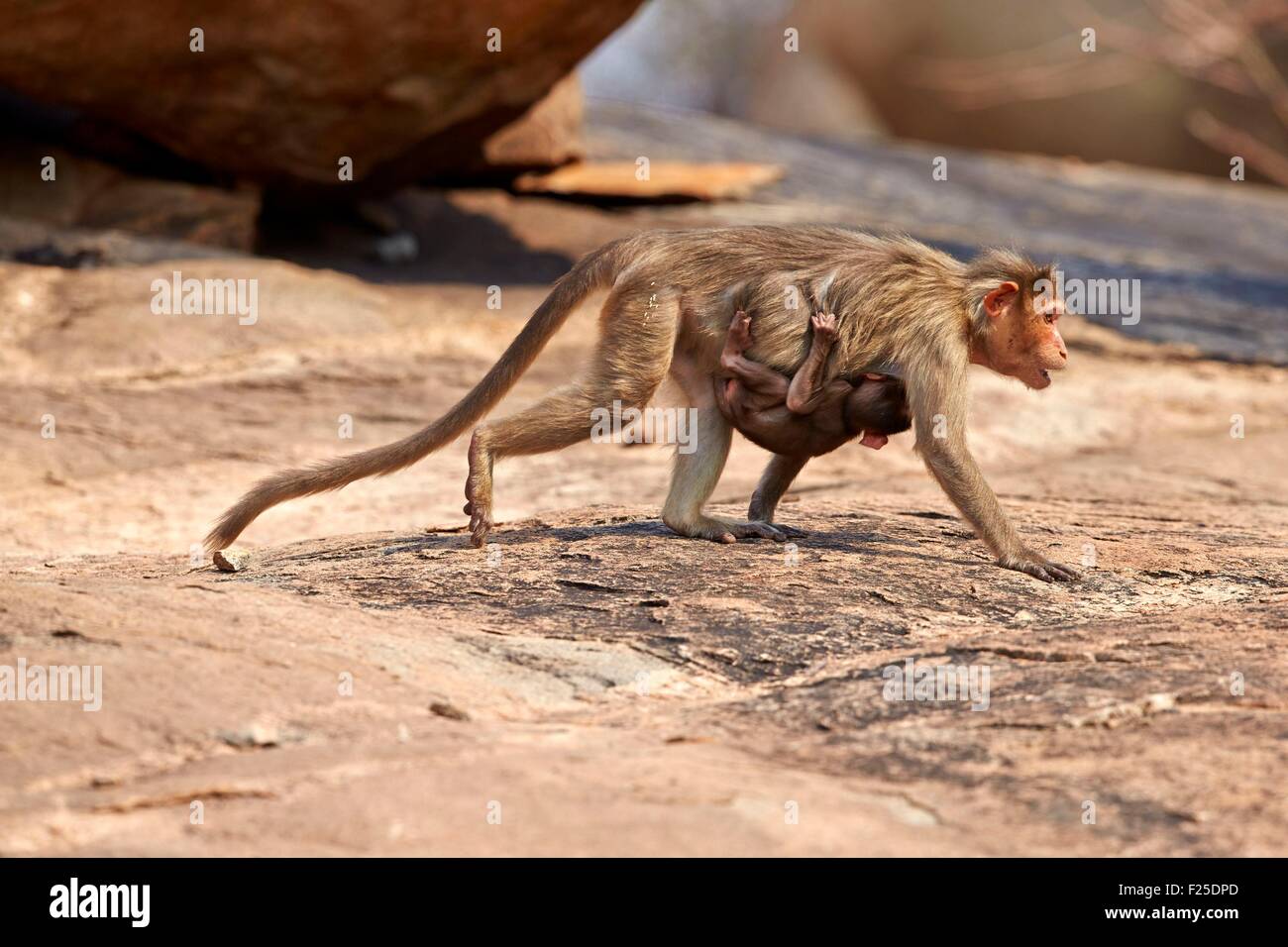 Asia, India, Karnataka, Sandur Mountain Range, cofano macaque (Macaca radiata), madre con bambino Foto Stock