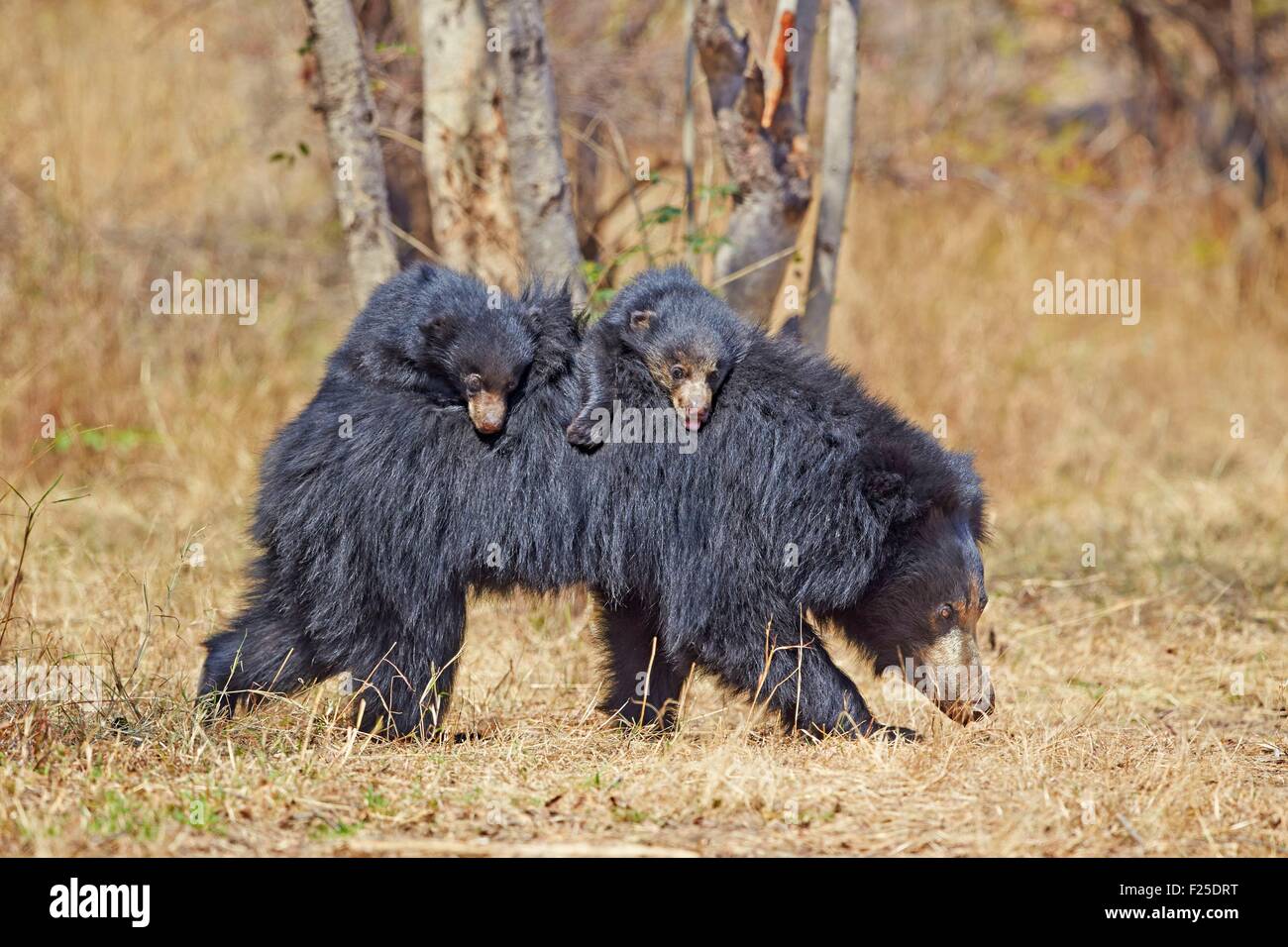 Asia, India, Karnataka, Sandur Mountain Range, Sloth bear (Melursus ursinus), madre con bambino, madre trasportare neonati sul retro Foto Stock