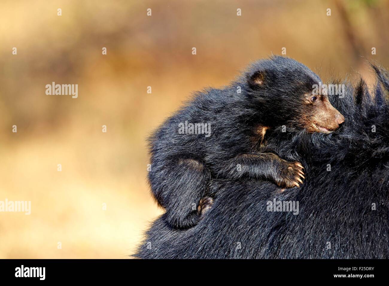 Asia, India, Karnataka, Sandur Mountain Range, Sloth bear (Melursus ursinus), madre con bambino, madre trasportare neonati sul retro Foto Stock
