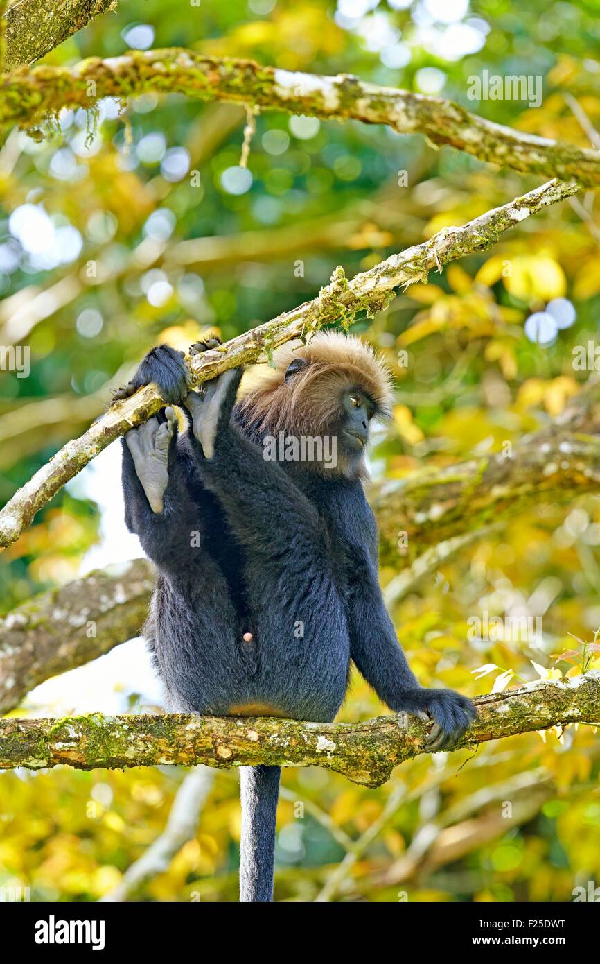 Trachypithecus Range Trachypithecus johnii nilgiri langur immagini e fotografie stock ad ...