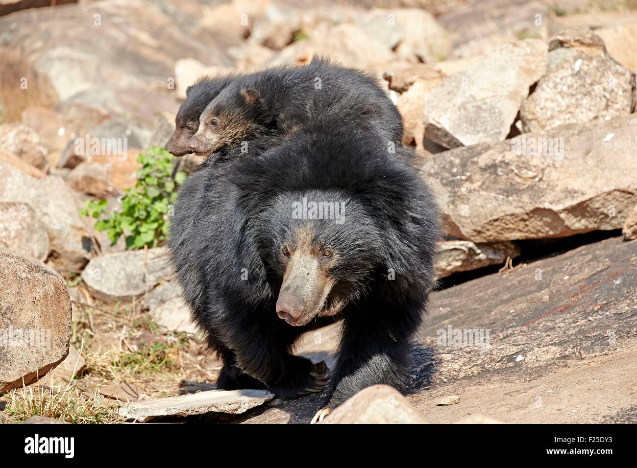 India, nello stato di Karnataka, Sandur Mountain Range, Sloth bear (Melursus ursinus), madre con bambino, madre trasportare neonati sul retro Foto Stock