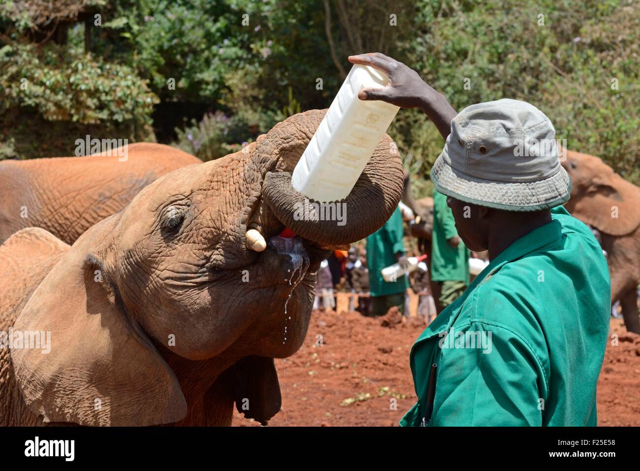 Kenya, Nairobi, Sheldrick l'Orfanotrofio degli Elefanti, elefante tenendo una bottiglia Foto Stock