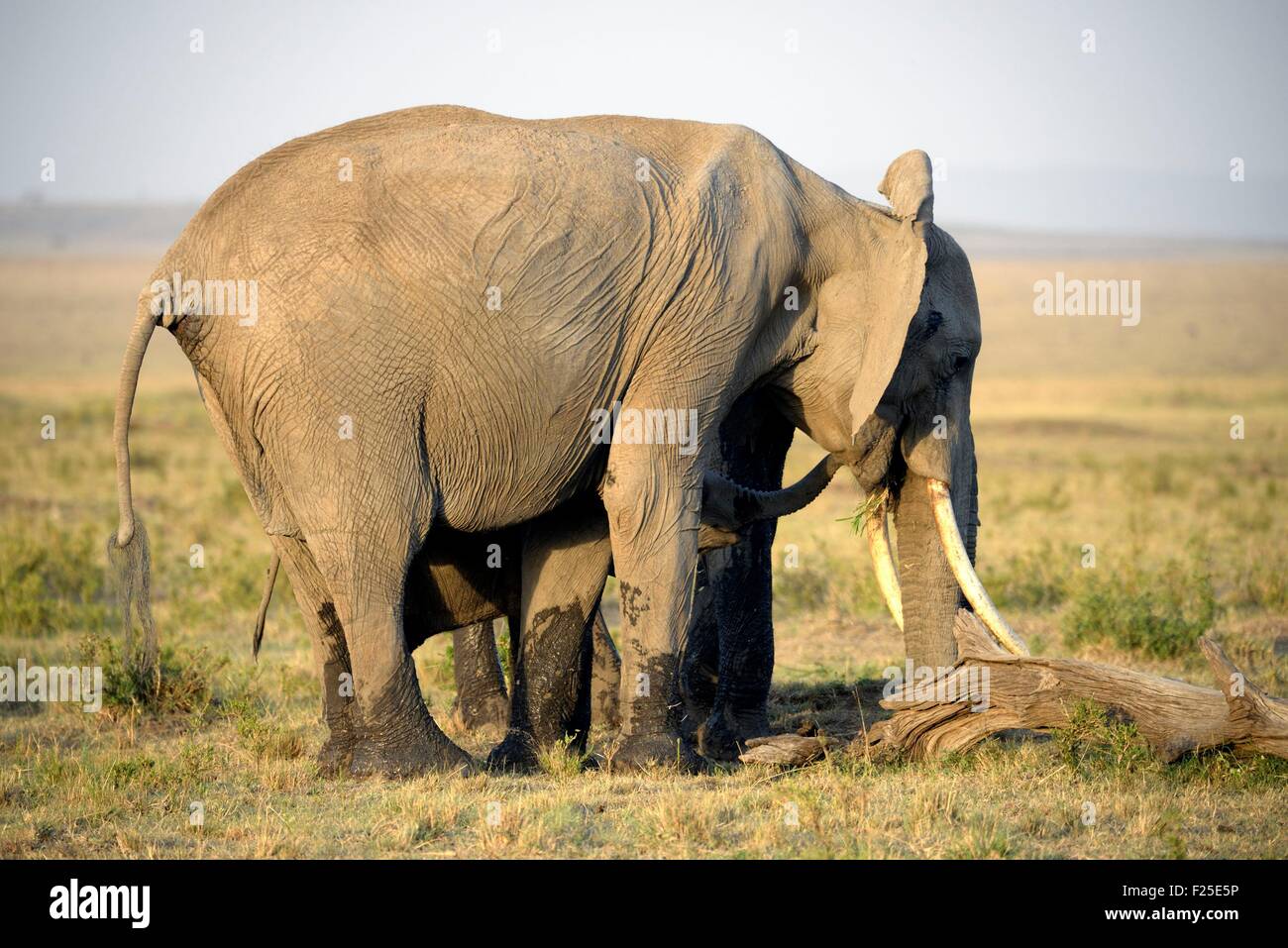 Kenya, riserva Masai Mara, savana africana elefante africano (Loxodonta africana) con i suoi giovani Foto Stock
