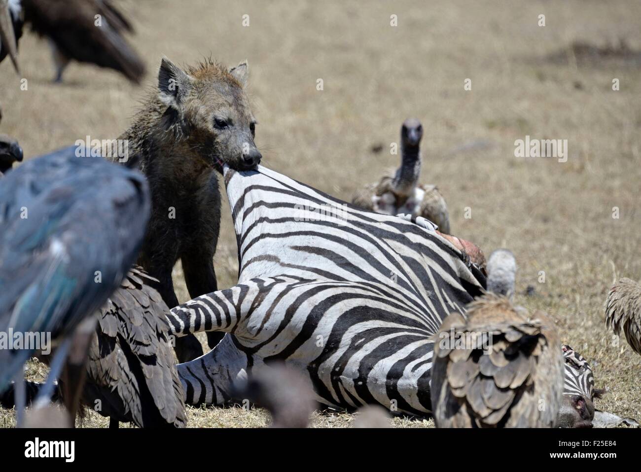 Kenya, riserva Masai Mara, Spotted Hyena (Crocuta crocuta) tirando la pelle di zebra morte Foto Stock