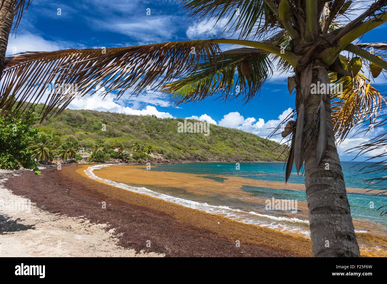 Francia, Guadalupa (Indie occidentali francesi), Les Saintes arcipelago, Terre de Bas, Grande Anse spiaggia coperta di sargassum infestante Foto Stock